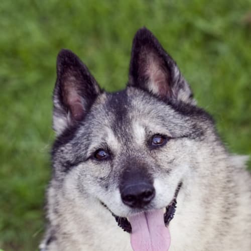 No photo for Xena