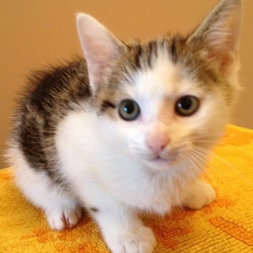 No photo for Jamie (Pets Domain)
