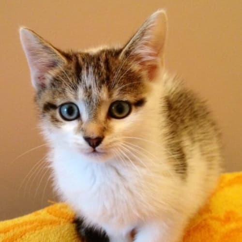 No photo for George (Pets Domain)