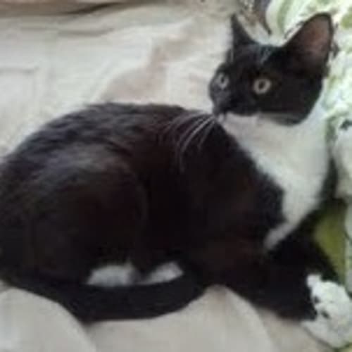 Sylvia & Savanah (twin youngsters)