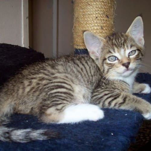 No photo for Tiger (Pets Domain)