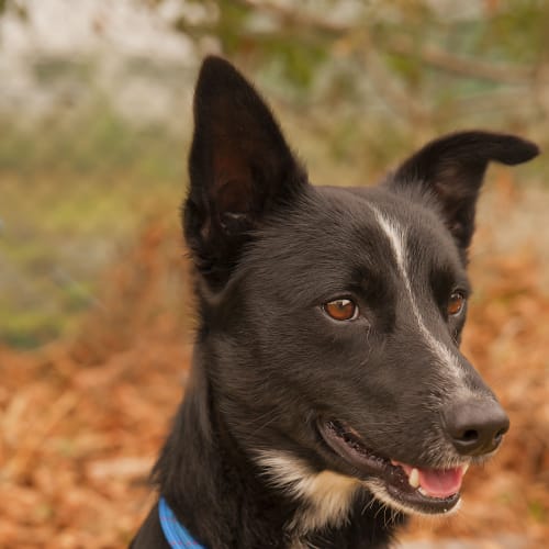 No photo for Skipper Id12540 Smart, Sassy, Looking For Love. 