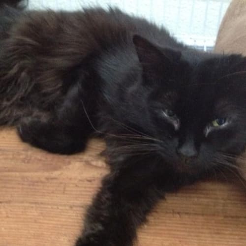 No photo for Blackie