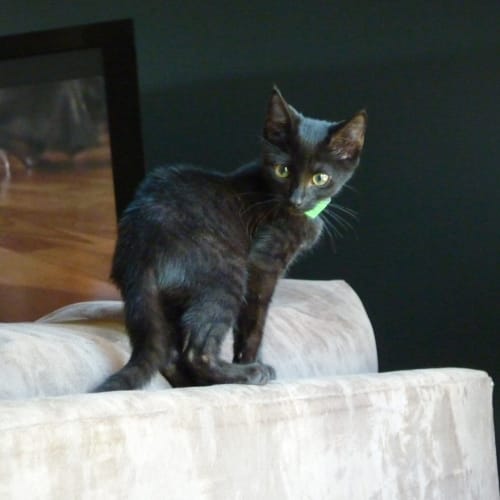 No photo for Gizmo