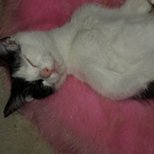 No photo for Jinx