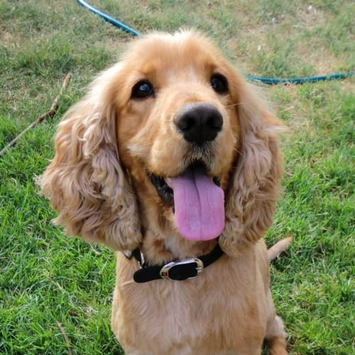 No photo for Buddy *On Trial In His New Home*