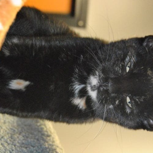 No photo for Spookey