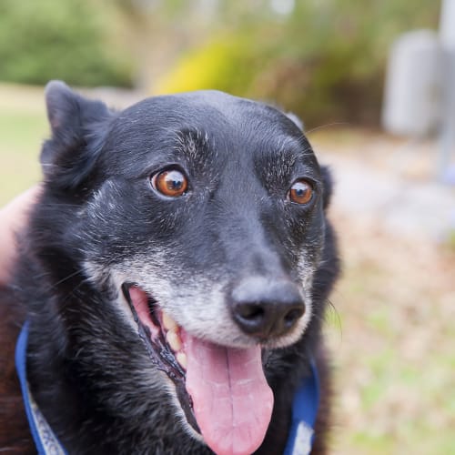 No photo for Jett Id12578 Senior Seeking Stable Home