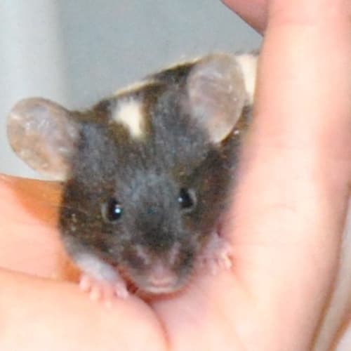 No photo for Koali