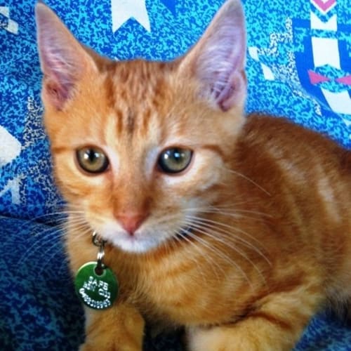 No photo for Rocko   Adoption Pending