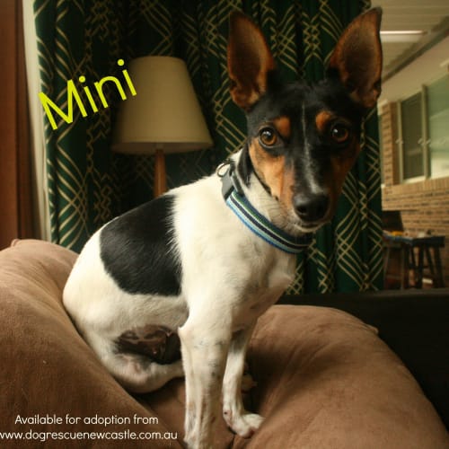 Mini (On Trial 12/5/13)