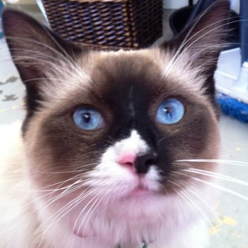 No photo for Benjamin   Adoption Pending