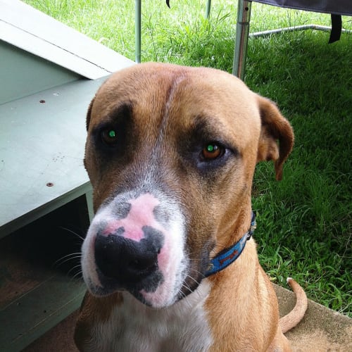 No photo for Chase / Adoption Pending