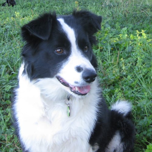 No photo for Lady