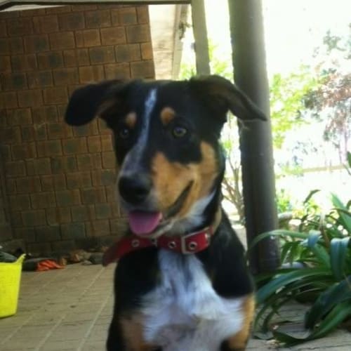 No photo for Beau
