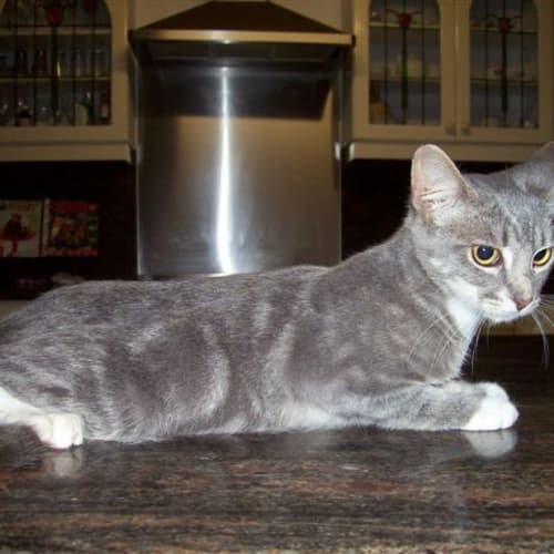 No photo for Mouse (Pets Domain   Lake Haven)