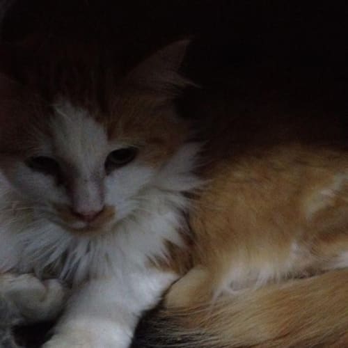 No photo for Ginger