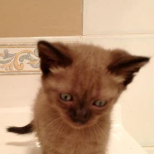 No photo for Dusty  On Hold Adoption Pending