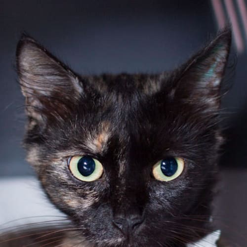No photo for Kitty