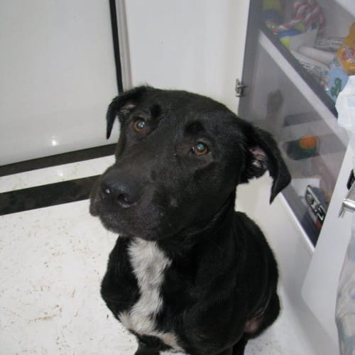 No photo for Borris. Hd13 027. *Foster Or Adopt*