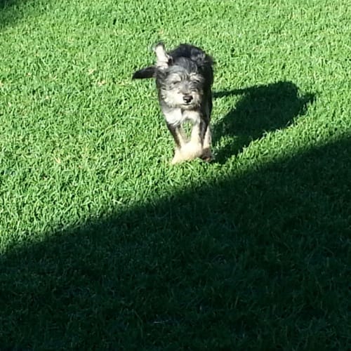 No photo for Beau