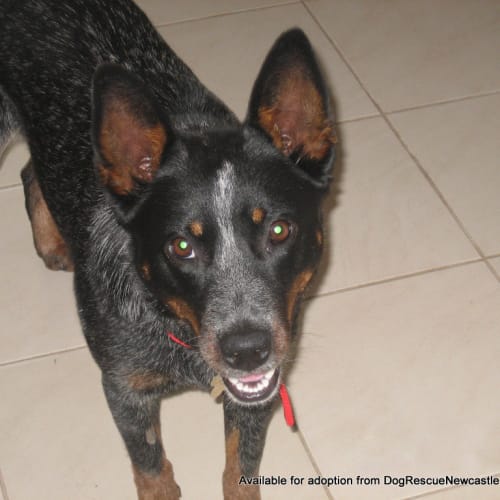 Gypsy (adopted 3/5/13)