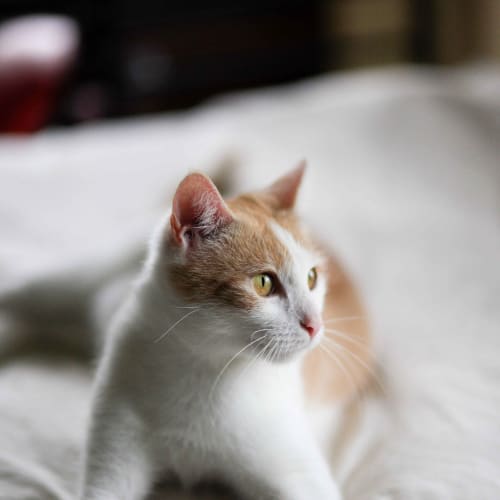 No photo for Pound Cats | Brigit