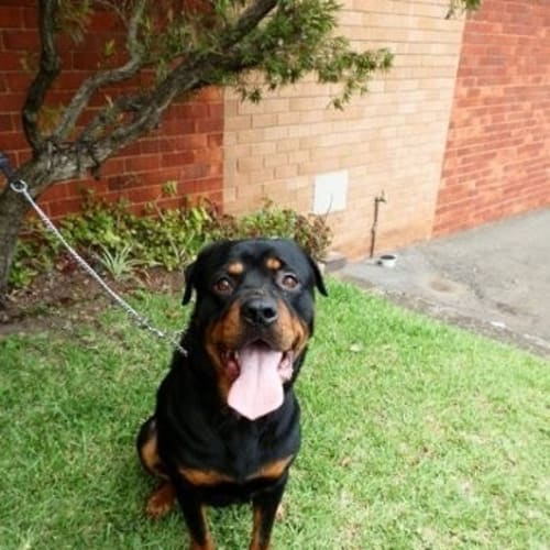 No photo for Butch  Urgent Foster Carer Needed!!!!
