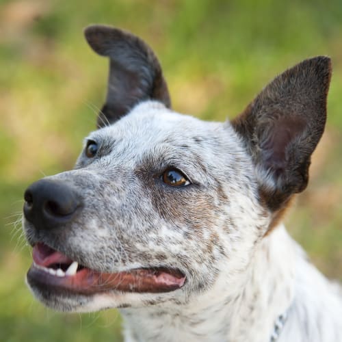 No photo for Ted Id12490 Soft Natured Pup