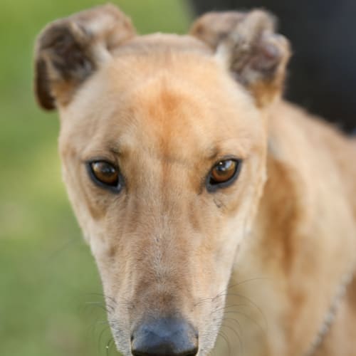 No photo for Cosy Id12249 Your Couch Companion