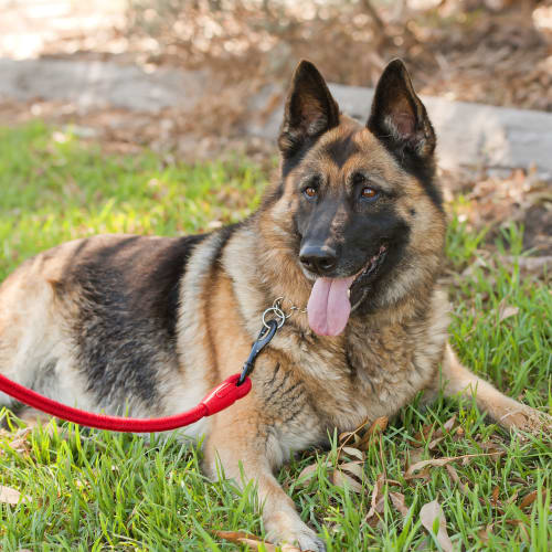No photo for Elsa Id12468 A Regal Lady