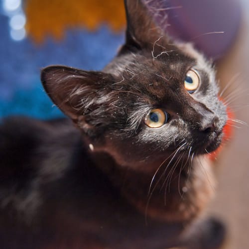 No photo for Meow Meow Id12616