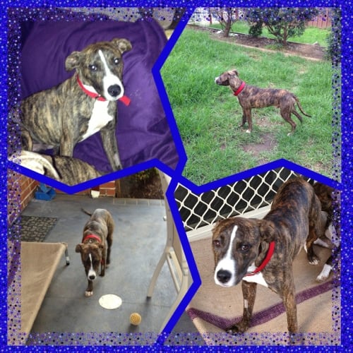 No photo for Denzel *Sweet Loving Boy*