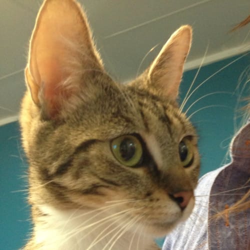 No photo for Gemini