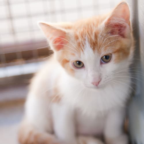 No photo for Ginger Snaps Id12174 Sweet And Loveable