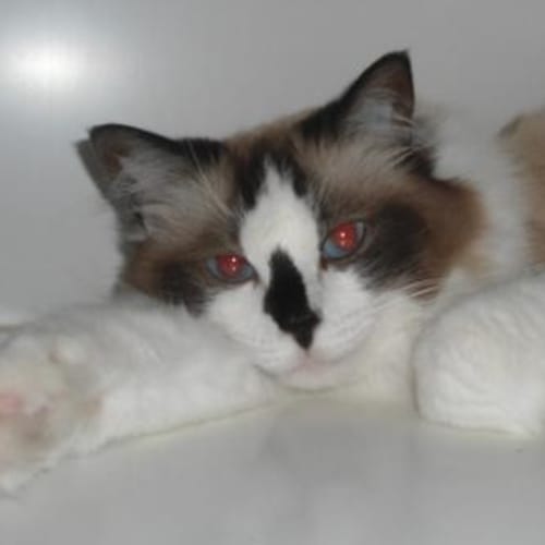 No photo for Lily