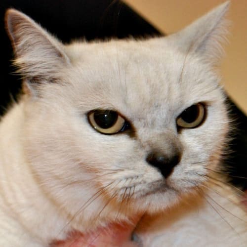 No photo for Pixie