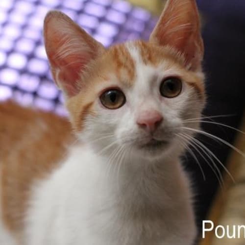 No photo for Pound Cats | The Suitcase Kittens | Sheldon