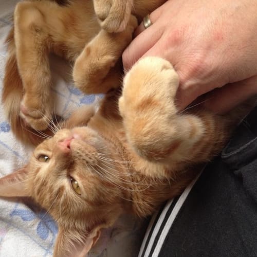 No photo for Ginger Meow