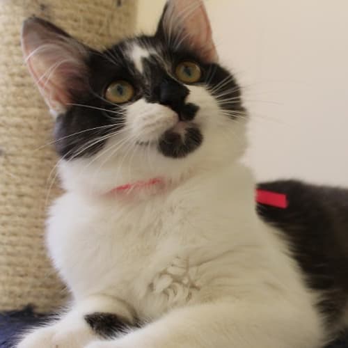No photo for Opal