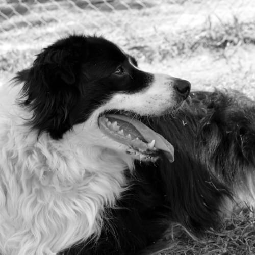 No photo for Pringle & Lucky *On Trial In Our New Home*