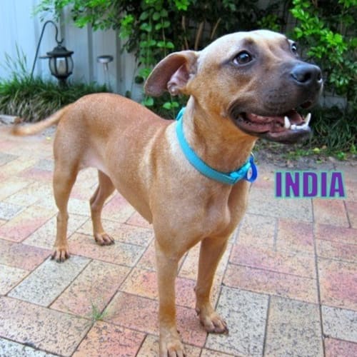 India (On Trial 16/3/13)