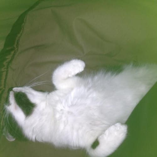 No photo for Buffy