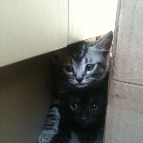 No photo for Sooty And Monty