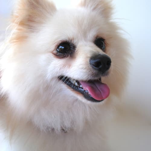 No photo for Prince | Pomeranian