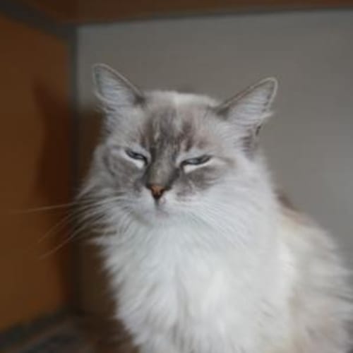 No photo for Ragdoll Girl