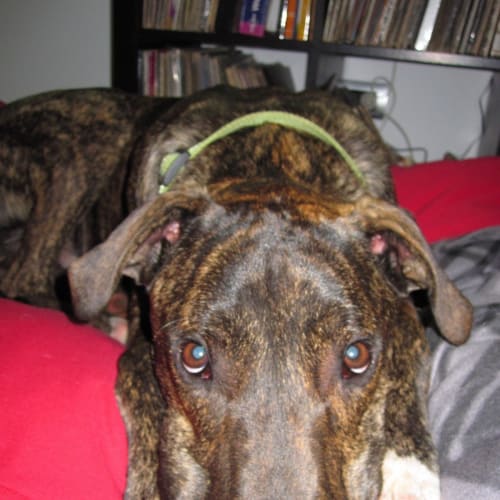 Dylan has found his forever home