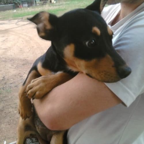 No photo for Sasha *Now Has Deposit *