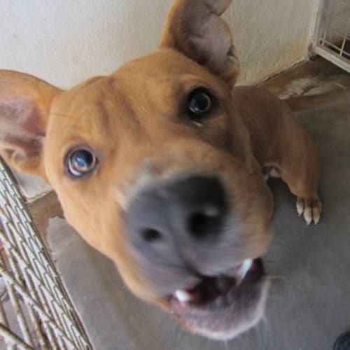 No photo for Dozer  * Now On Hold  *