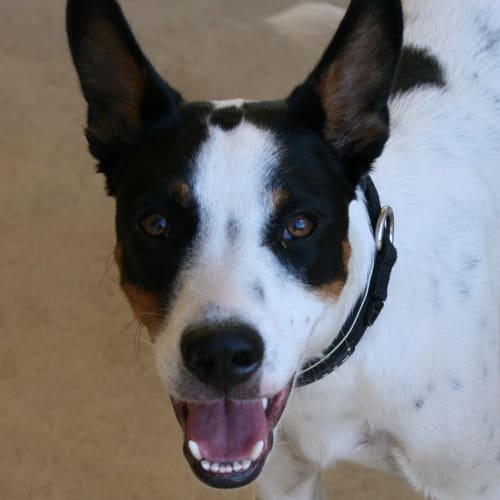 No photo for Axel **Urgent Forever Home Needed!